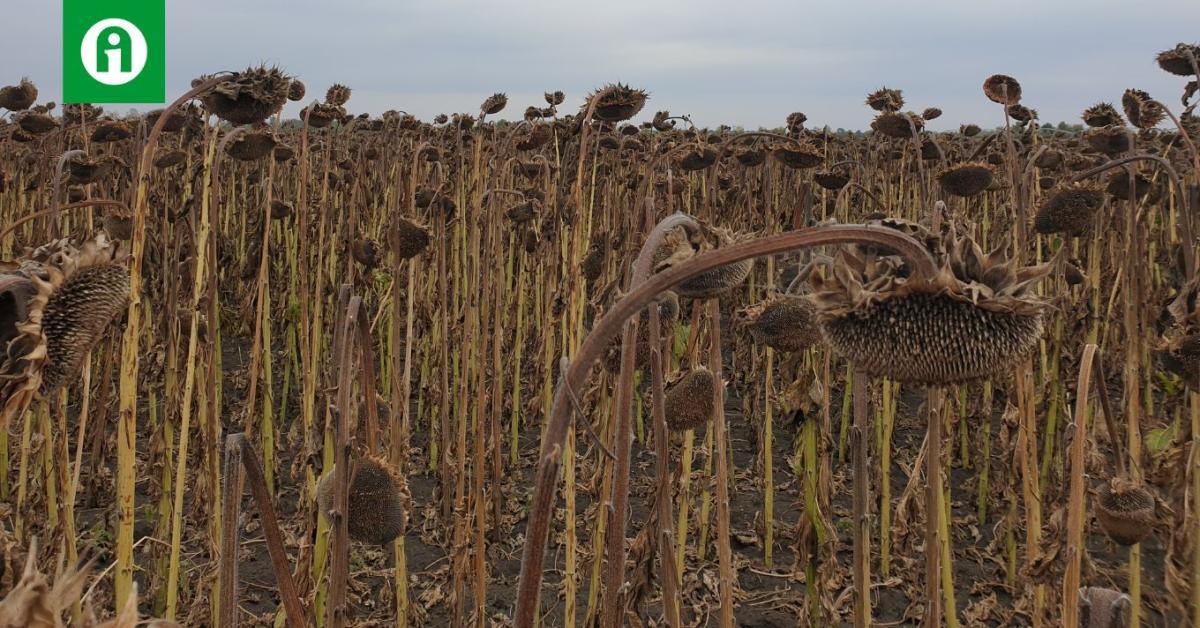 Kíméletes, mégis gyors! Új napraforgó deszikkáló szer a piacon 