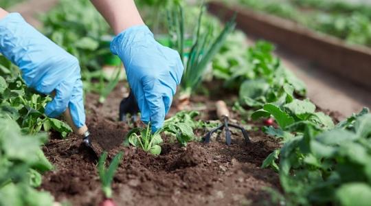 5 egyszerű tanács a nagyszüleinktől, amelyektől jobbá válhat az életünk