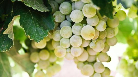 Már készül egy új stratégia, ami 3 milliárd forintot fordíthat alkoholos italokra. Mutatjuk, melyekre