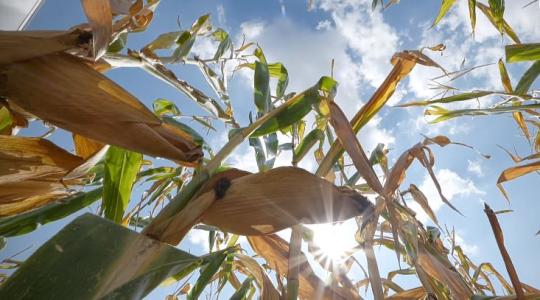 KWS Innovation Farm bemutató: vetőmagtermesztés és minden ami a gazdálkodót segíti!