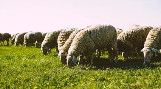 Egyedülálló felvételek: így néz ki a magasból egy birkanyáj terelése