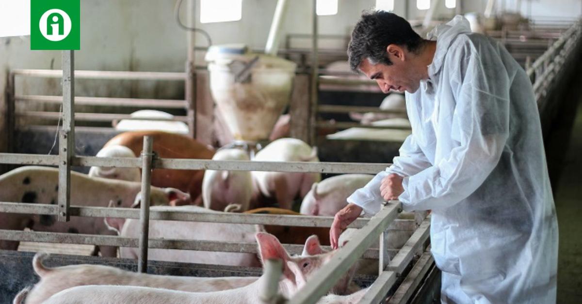 Afrikai sertéspestis: a vírus nem pihen, a védekezés sem lazíthat