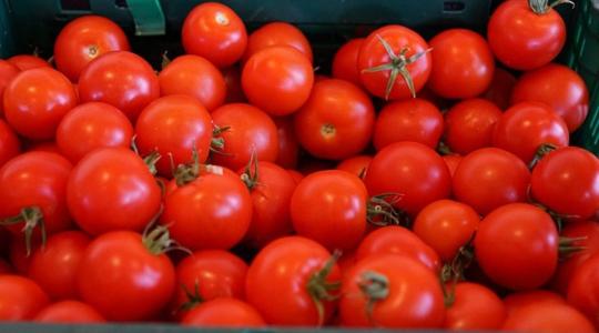 Meghatározó szereplői lehetünk az európai paradicsomfeldolgozásnak