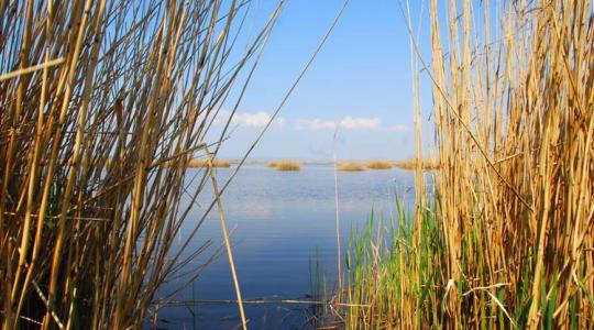 Nagy a baj a Balatonnál: ennek komoly következményei lehetnek