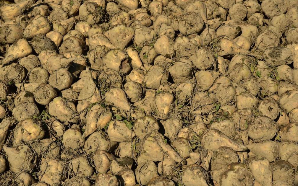Mi lett a magyar cukorrépával és a cukorgyártással?