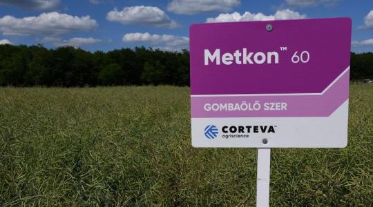 Markáns regulátor és gombaölő hatás a sikeres repcetermesztés érdekében