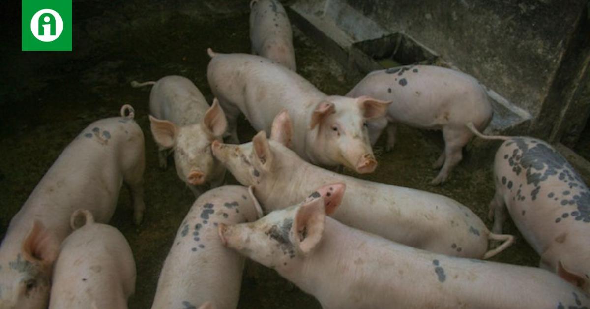 Nem árt az óvatosság: újabb olasz területen ütötte fel a fejét az afrikai sertéspestis Nem árt az óvatosság: újabb olasz területen ütötte fel a fejét az afrikai sertéspestis