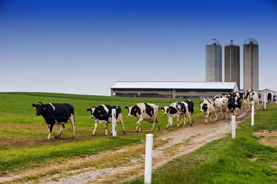 Bajban a tejtermelők, 250 gazdaság bezárt