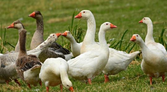 Megmenekülhet a teljes összeomlástól a hízott liba-kacsa szektor?