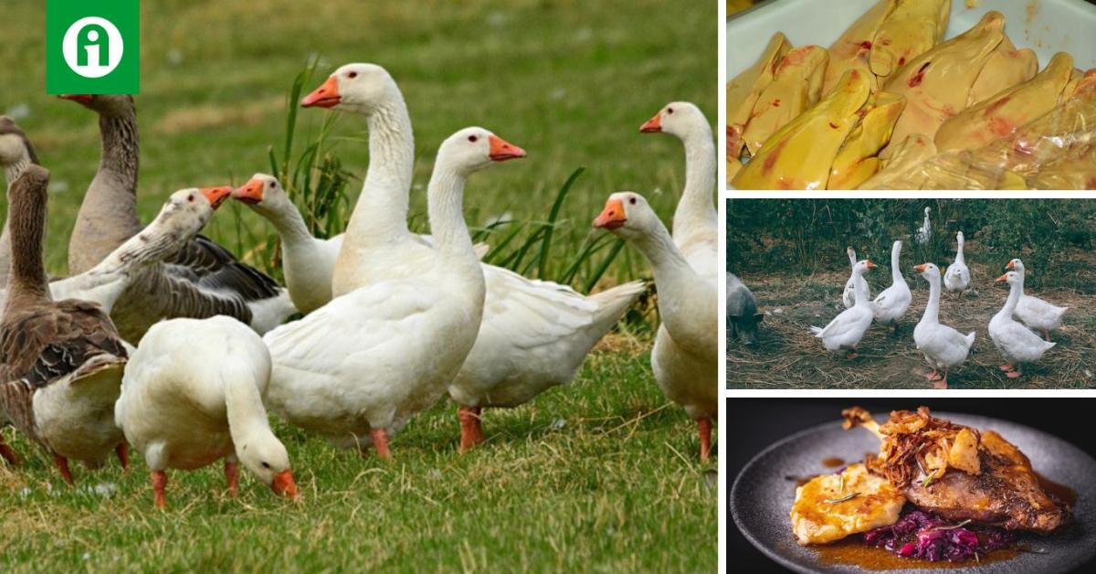 Megmenekülhet a teljes összeomlástól a hízott liba-kacsa szektor?