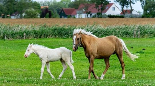 Újra támad a nyugat-nílusi láz!