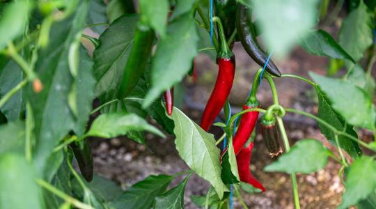 Öt év alatt csaknem megfeleződött a fűszerpaprika termőterülete