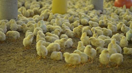 Hollandia: élesben próbálják ki a madárinfluenza elleni vakcinát