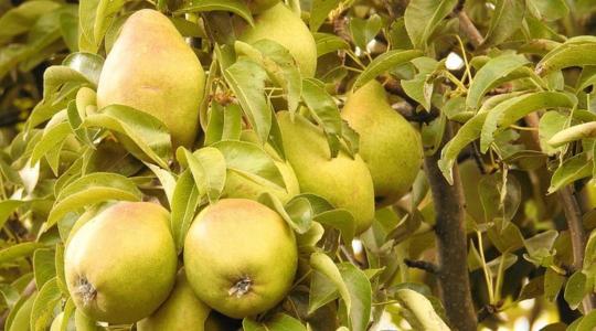 Érik a magyar körte – az előző évinél nagyobb hozamokban bízhatnak a gazdák