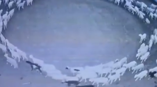 Hátborzongató: 12 napig megállás nélkül járt körbe-körbe több száz birka – VIDEÓ!