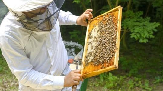 Közeleg a tél, visszavonulnak kaptárjaikba a háziméhek