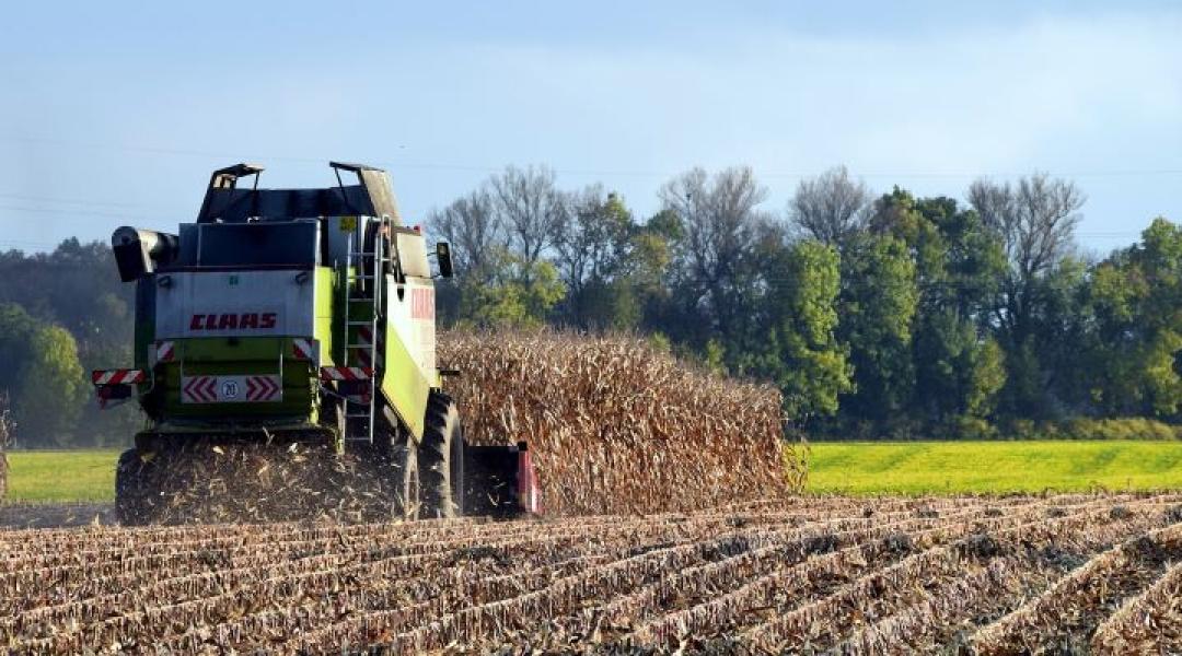 Ötvenéves mélyponton a kukoricatermesztés, de nem kell még temetni a tengerit