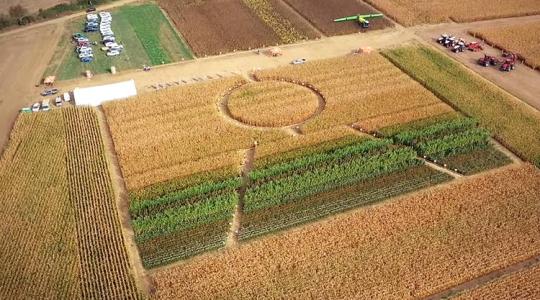 Kukorica labirintusban járhattuk be a KWS Innovation Farm rendezvényt