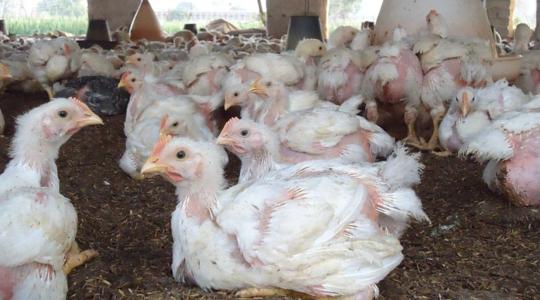 1500 illegálisan tartott csirkének kellett pusztulnia