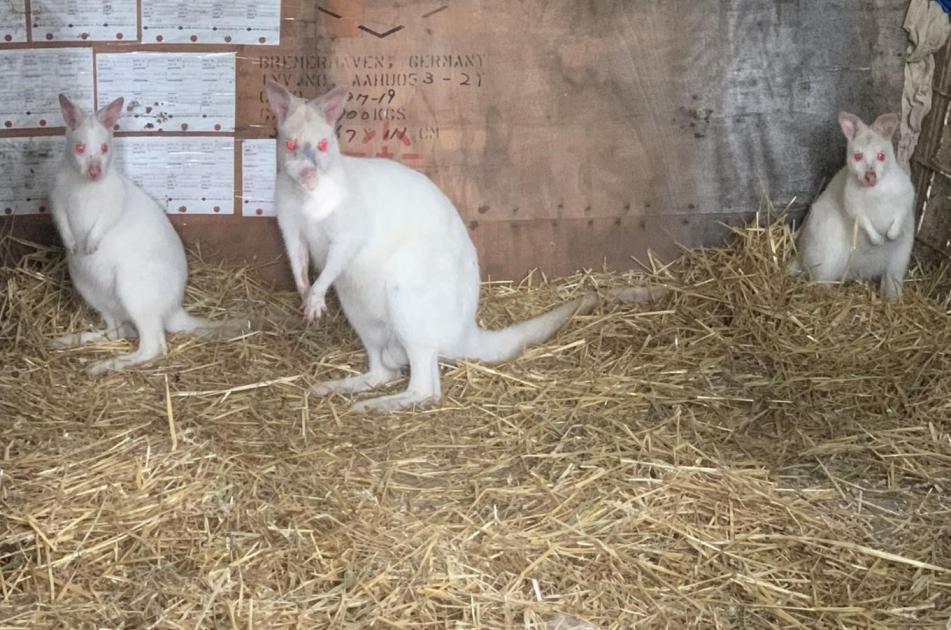A hét hirdetése: fehér kis kengurut vegyenek!