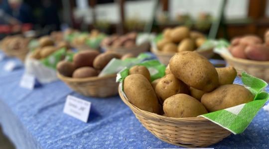 Időben érdemes megrendelni a vetőburgonyát a termelőknek