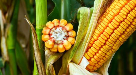 A számok nem hazudnak! Most kiderül, mire képesek a Syngenta kukoricái 