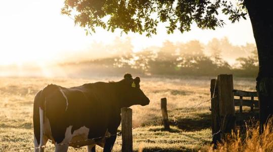 Hernyóméregből fog készülni a jövő állatgyógyszere? 