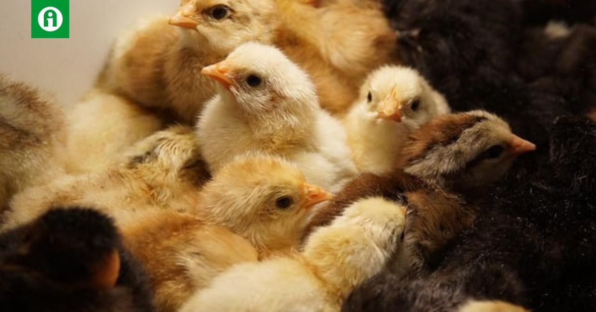 Génszerkesztett csirkékkel a madárinfluenza ellen
