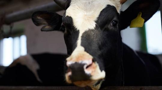 Ha tejelő teheneid vannak, erre mindenképp figyelj 