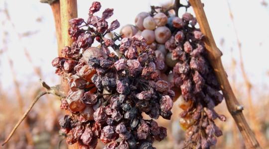 Tokaj: rendőrök védik az aszúszemeket