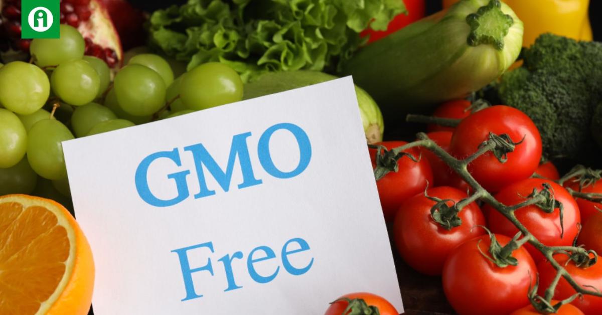 GMO: hogy dönt Európa? GMO: hogy dönt Európa?