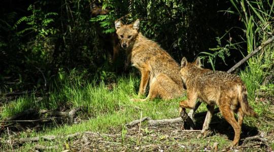 Itt a magyarázat: ezért lövik ki az aranysakálokat Somogyban