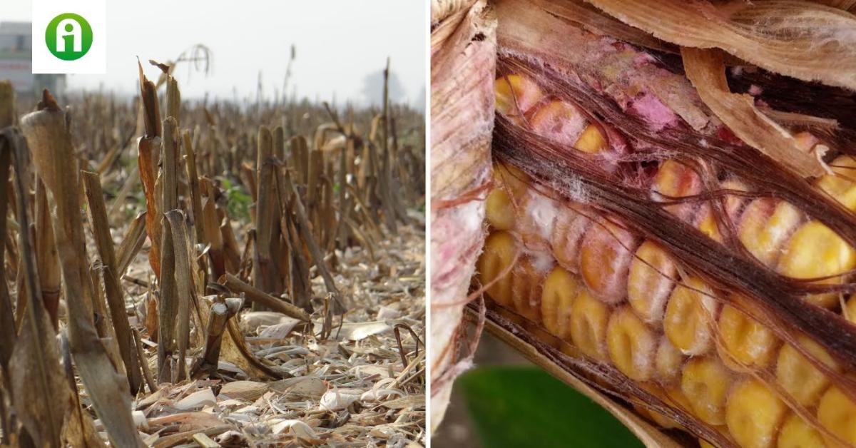 A hatékony szárbontás kulcsa a mikrobiológiai termékek használata