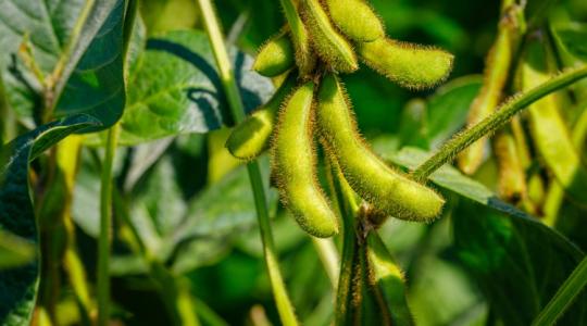 Itt tudod újranézni a Szója Agroinform webinárium előadásait! + VIDEÓ