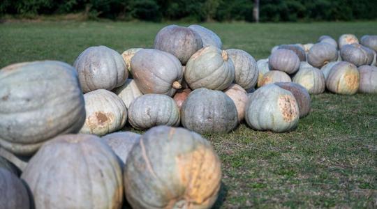 Vitaminbomba őszre! Jó éve volt idén a sütőtöknek