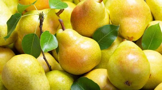 Téli vajkörtét ültetett az agrárminiszter. Mit kell tudni erről a gyümölcsről?