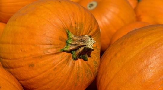 Mi keresnivalója a halloween-töknek az erdőben?