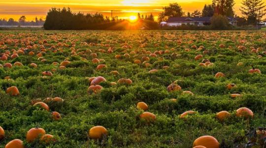 Viszlát, halloween-tök, avagy egy ágazat szomorú agóniája