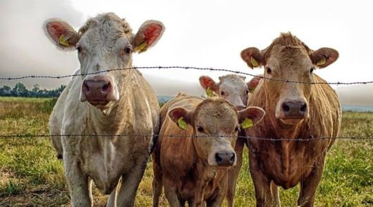 Csaknem a negyedével nőtt Magyarország élőmarha-importja 