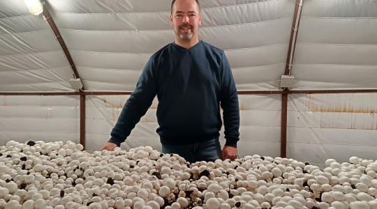 Végtelen piaci lehetőségek a gombában, többen is termelhetnék