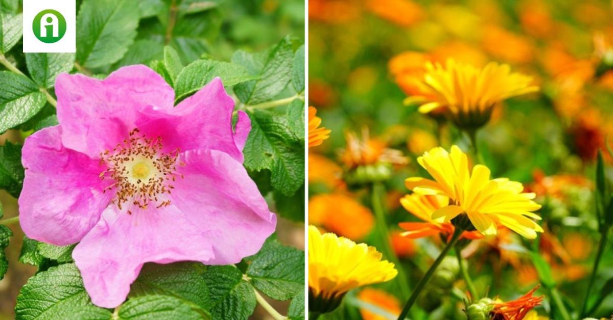 Reneszánszát éli a paraszti kertek növényvilága Reneszánszát éli a paraszti kertek növényvilága