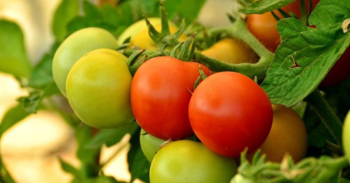 Jöhet az első sivatagi paradicsom Jöhet az első sivatagi paradicsom