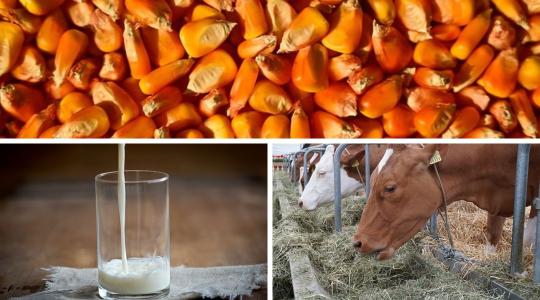 Veszélyes tejtermékek: aflatoxinszennyezés miatt kellett országos ellenőrzést indítani