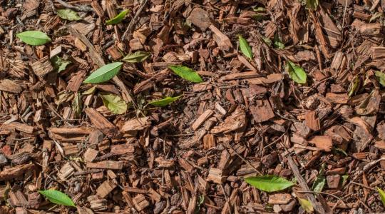Felkapott lett a fenyőkéreg – van, ahol sorban állnak érte