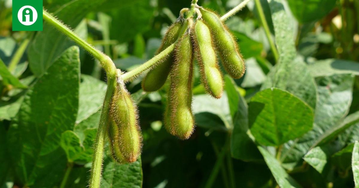 Szójának áll a világ: korlátlan mennyiségben eladható