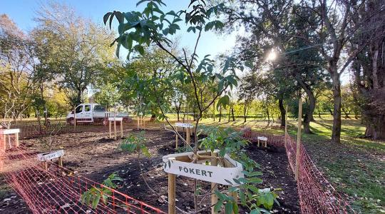 Zseniális ötlet Budapesten: gyümölcsfákat ültettek egy közparkba!