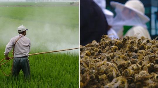 Eddig 54 farmer halálát okozták a hamis peszticidek Srí Lankán 