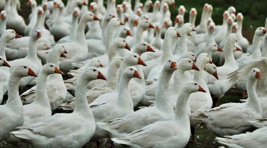 Már elérhető a madárinfluenza elleni oltás – de akkor miért nem alkalmazza mindenki? 
