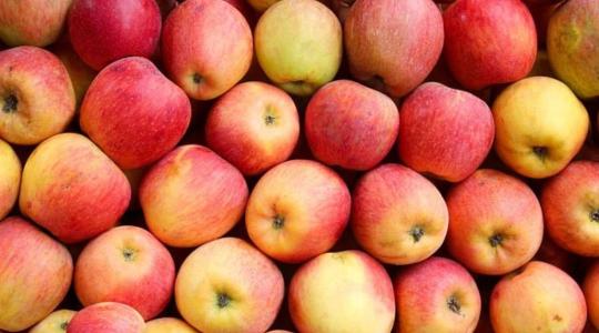 Kisebb-nagyobb hiányosságok, jelölési hibák, bírságok – lezárult az első őszi szezonális ellenőrzés