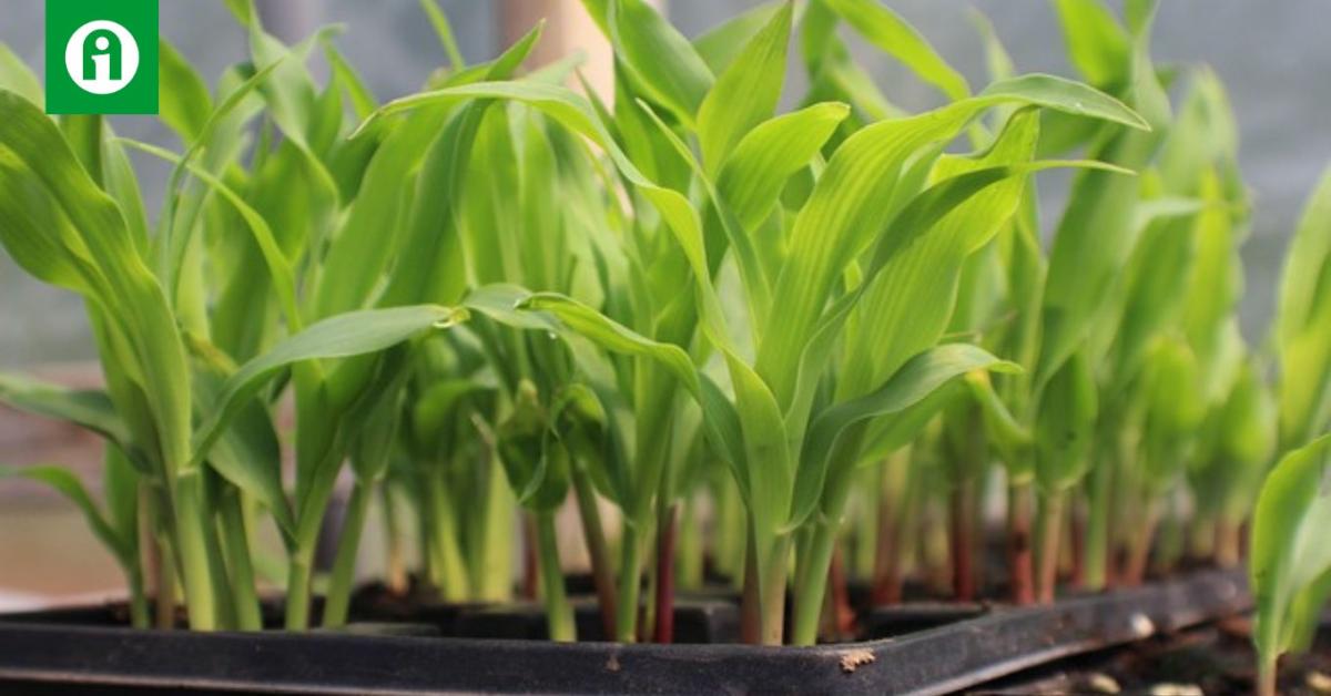 II. Növénynemesítési Emléknap és Konferencia (NEK 2023)
